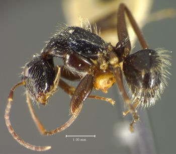 Media type: image; Entomology 21604   Aspect: habitus lateral view